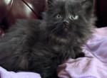 Leeloo - Siberian Kitten For Sale - Port Murray, NJ, US