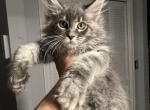 Tom - Maine Coon Kitten For Sale - Hollywood, FL, US