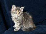 Olly - Maine Coon Kitten For Sale - Hollywood, FL, US