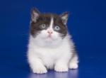 Ikako - Munchkin Kitten For Sale - Norwalk, CT, US