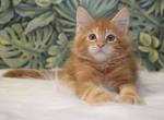 Richard - Maine Coon Kitten For Sale - Miami, FL, US