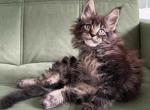 Yamir - Maine Coon Kitten For Sale - Hollywood, FL, US