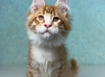 Papay - Maine Coon Cat For Sale - FL, US