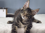 Lucas - Maine Coon Kitten For Sale - FL, US