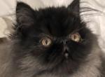 Black boy - Persian Cat For Sale - Ephrata, PA, US