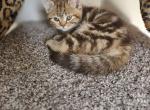 Sunny - British Shorthair Kitten For Sale - MI, US