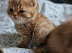 GORGEOUS GOLDEN BRITISH - British Shorthair Kitten For Sale - MI, US