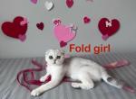 Scottish fold girl - Scottish Fold Kitten For Sale - Minneapolis, MN, US