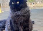 Lula - Maine Coon Kitten For Sale - Picayune, MS, US