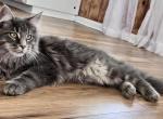 Taras - Maine Coon Kitten For Sale - Picayune, MS, US