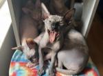 White collar - Sphynx Kitten For Sale - Miami, FL, US