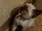 Pixie Blue Point Siamese Kitten Purebred Female - Siamese Kitten For Sale - Harrisburg, PA, US