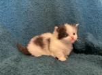 Moolan - Munchkin Kitten For Sale - Jemison, AL, US