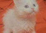 Winter - Maine Coon Kitten For Sale - Hollywood, FL, US