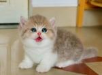 Ruby - Munchkin Kitten For Sale - Chino, CA, US