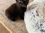 Black Siamese mix - Domestic Kitten For Sale - Boston, MA, US