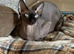 Clarice - Sphynx Cat For Sale/Retired Breeding - Canton, GA, US