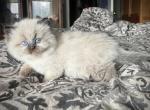 Callisto Seal Point Persian Himalayan Michigan - Persian Kitten For Sale - Farmington, MI, US