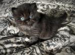 Astro Black Male Persian - Persian Kitten For Sale - Farmington, MI, US