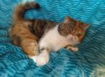 Kassandra - Exotic Cat For Sale/Retired Breeding - Lemont, IL, US