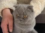 Panther - Scottish Fold Kitten For Sale - Nashville, TN, US