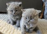 Leyla litter - British Shorthair Kitten For Sale - Nashville, TN, US