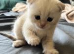Sonya litter - Scottish Fold Kitten For Sale - Nashville, TN, US