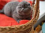 Sapphire - Scottish Fold Kitten For Sale - Miami, FL, US