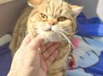 Mason - British Shorthair Kitten For Sale - 