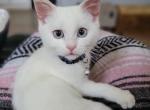 Azul's blue eye boy - Exotic Cat For Sale - Conroe, TX, US