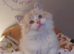 Maverick and Rocco Ragdoll Kittens - Ragdoll Kitten For Sale - Las Vegas, NV, US