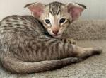 Klim - Oriental Kitten For Sale - Norwalk, CT, US