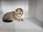 Klee - Scottish Straight Kitten For Sale - Egg Harbor Township, NJ, US
