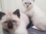 HIMALAYAN KITTEN - Himalayan Kitten For Sale - The Bronx, NY, US