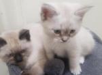 Himalayan kittens - Himalayan Kitten For Sale - The Bronx, NY, US