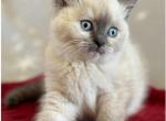 Meet Blizzard British Shorthair Sphynx - British Shorthair Kitten For Sale - Canton, OH, US