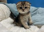 Mila - Scottish Fold Kitten For Sale - Renton, WA, US