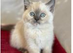 British Shorthair Sphynx - British Shorthair Kitten For Sale - Canton, OH, US