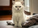 British Short Hair Kitten 4 months old - British Shorthair Kitten For Sale - Rockton, IL, US