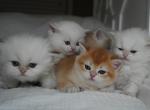 Litter I - British Shorthair Kitten For Sale - 