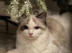 Bright - Ragdoll Cat For Sale - Las Vegas, NV, US