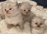 Kitten reservation - Ragdoll Kitten For Sale - Las Vegas, NV, US