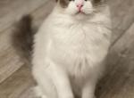 Milo - Ragdoll Cat For Sale - Las Vegas, NV, US