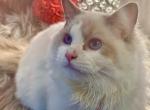 Must - Ragdoll Cat For Sale - Fairfax, VA, US