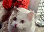 Neo - Ragdoll Cat For Sale - Fairfax, VA, US