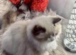 Cactus - Ragdoll Cat For Sale - Fairfax, VA, US