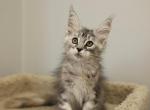 Alice - Maine Coon Kitten For Sale - NY, US