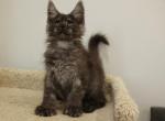 Luna - Maine Coon Kitten For Sale - NY, US