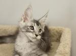 Vegas - Maine Coon Kitten For Sale - NY, US