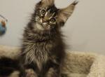 Boston - Maine Coon Kitten For Sale - NY, US